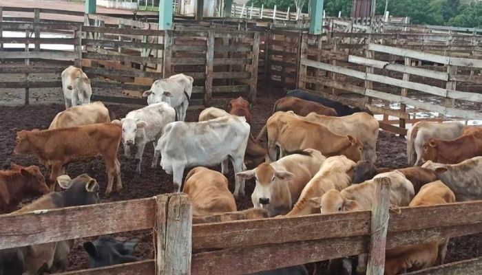 Nova Laranjeiras - 31 cabeças de gado são recuperados pela PM em Toledo